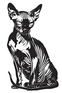 Sphynx cat wildlife panther leopard.
