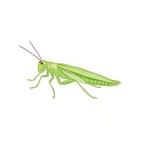 Grasshopper grasshopper insect invertebrate.
