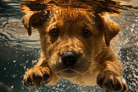 Pupy swimming underwater outdoors animal canine.