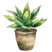 Plant leaf potted plant.