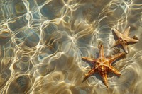 Starfish on the sand beach invertebrate animal person.
