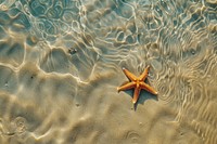 Starfish on the sand beach water transportation invertebrate.