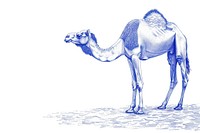 Vintage drawing camel in desert animal mammal horse.
