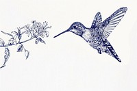 Vintage drawing humming bird and flower hummingbird animal art.