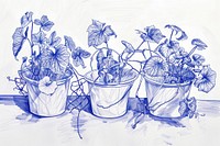 Vintage drawing mostera in pots sketch illustrated blossom.