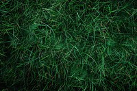 Texture grass green vegetation.