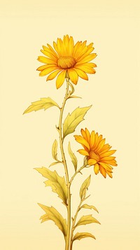 Wallpaper yellow wildflower asteraceae sunflower blossom.