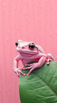 Wallpaper pink frog amphibian wildlife reptile.