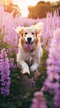 A dog running in the summer flowers garden photography purple vegetation.