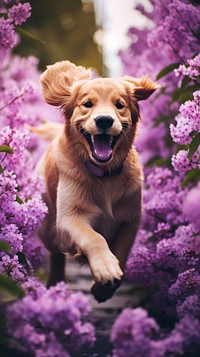 A dog running in the summer flowers garden purple outdoors blossom.