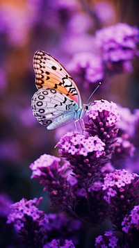 A purple butterfly flying in purple lavender flowers garden invertebrate blossom animal.