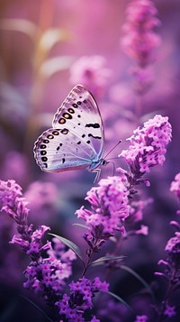 A purple butterfly flying in purple lavender flowers garden invertebrate outdoors blossom.