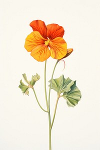 Nasturtium geranium hibiscus blossom.