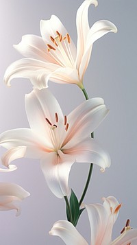 A closeup of lilies on the center blossom flower anther.