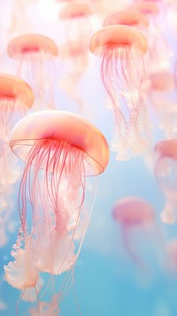 Jelly fish face invertebrate jellyfish.