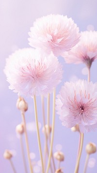 Pastel carnationss at the center asteraceae blossom flower.