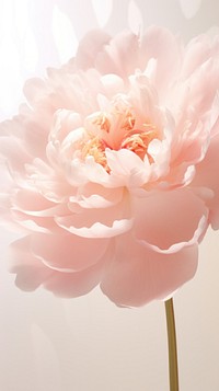 Peony at the center carnation blossom flower.