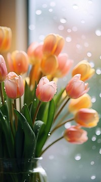 Tulips close to glass window flower medication blossom.