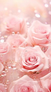 Light pink roses medication blossom flower.