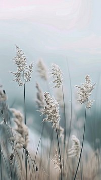 Blossoming grass with a gentle breeze against outdoors weather scenery.
