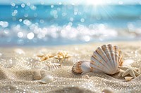 Summer background invertebrate shoreline seashell.