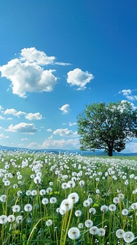 Field with dandelions and blue sky field landscape grassland.