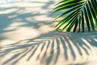Palm leaf shadow summer beach water.