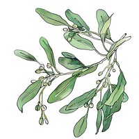 Christmas mistletoe art annonaceae herbal.