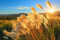 Pampas grass in a field in the sun vegetation landscape outdoors.