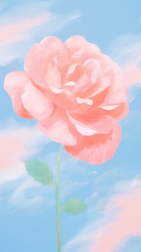 Rose carnation blossom flower.
