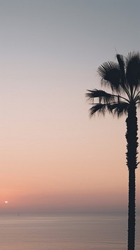 Palm trees arecaceae outdoors horizon.