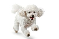 Happy poodle running joyfully outdoors