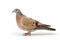 Colorful pigeon on white background.