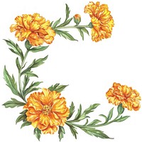 Marigold frame art asteraceae graphics.