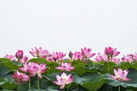 Lotus flowers outdoors blossom nature.