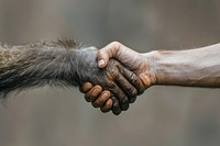 Monkey hand shaking hand human person animal.