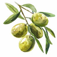 Olives annonaceae produce plant.