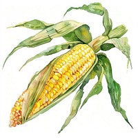 Corn corn produce animal.