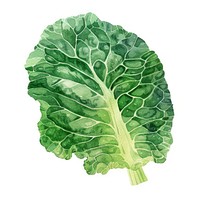 Cabbage leaf vegetable produce lettuce.