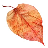 Autumn leaf plant tree.