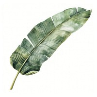 Banana leaf reptile animal plant.