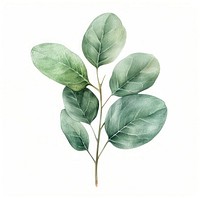 Eucalyptus leaf vegetable produce herbal.