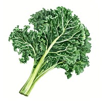 Kale kale vegetable produce.
