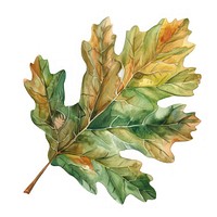 Oak leaf vegetable produce plant.