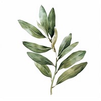 Olive leaf blossom herbal flower.