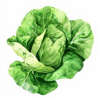 Lettuce lettuce vegetable produce.