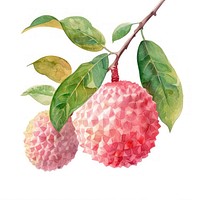 Lychee annonaceae produce durian.