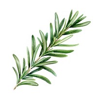 Rosemary leaf conifer herbal herbs.