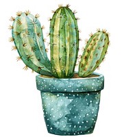 Cactus in the pot plant.