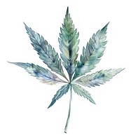 Cannabis leaf herbal plant herbs.